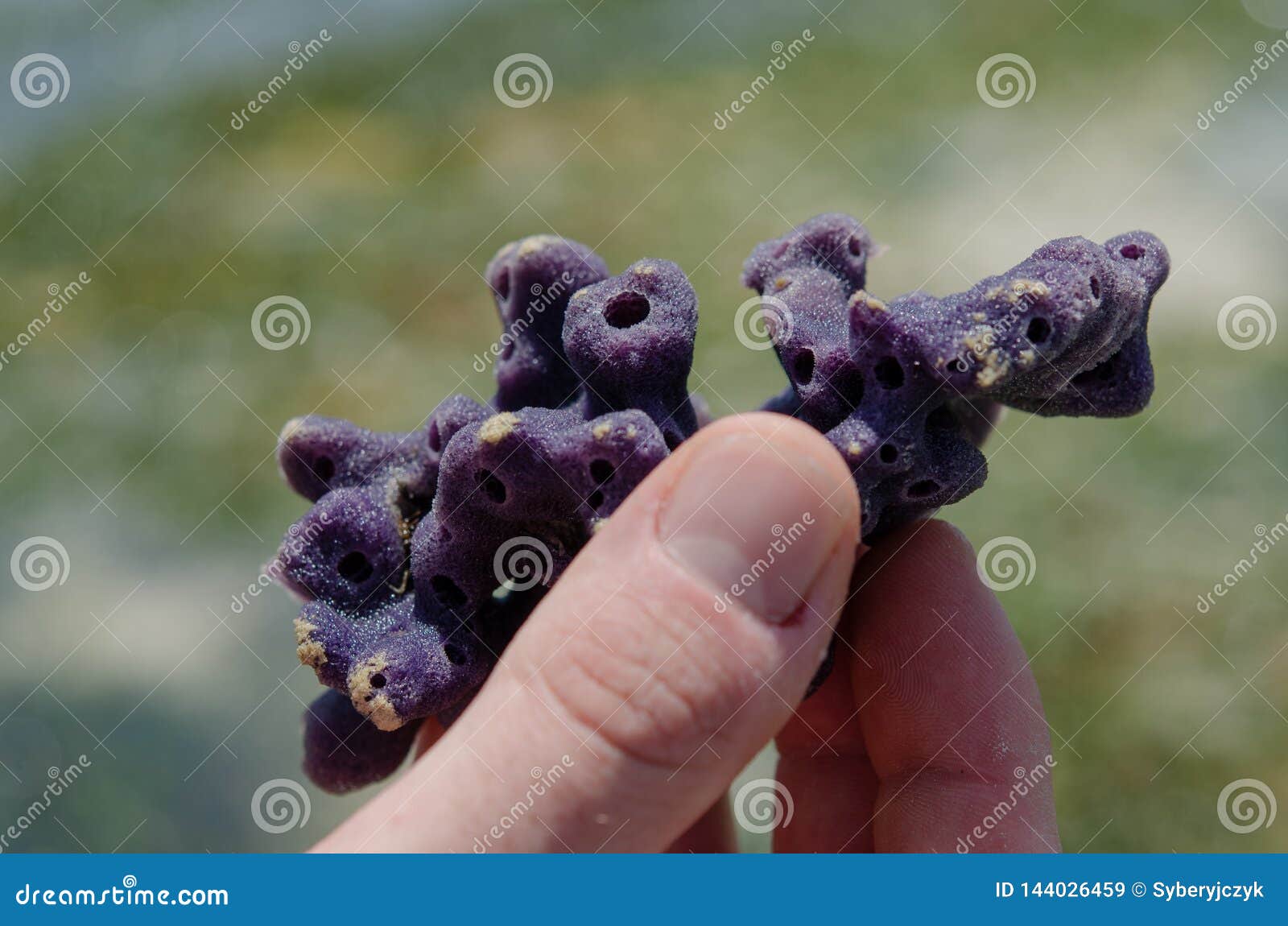 Sponges in Hand Zanzibar, February 2019 Stock Image - Image of jelly,  bearer: 144026459