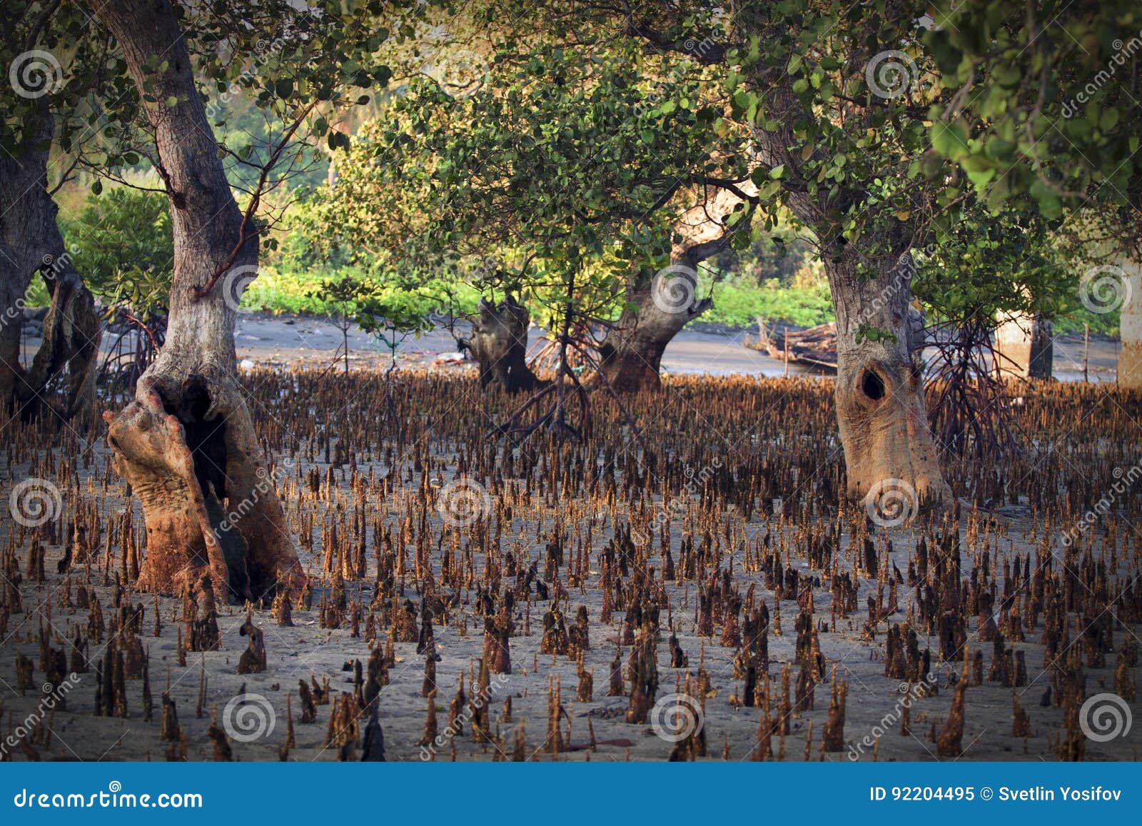 during low tide,maumere,indonesia