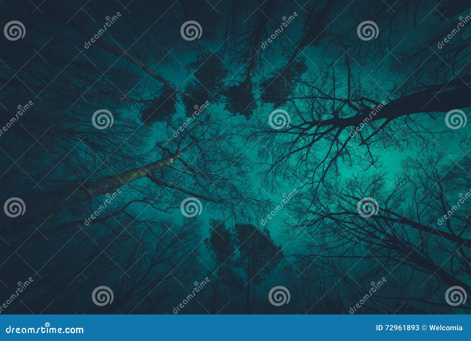 spooky forest canopy
