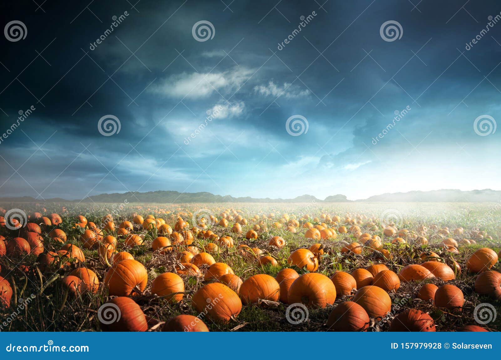 spooky halloween pumpkin field