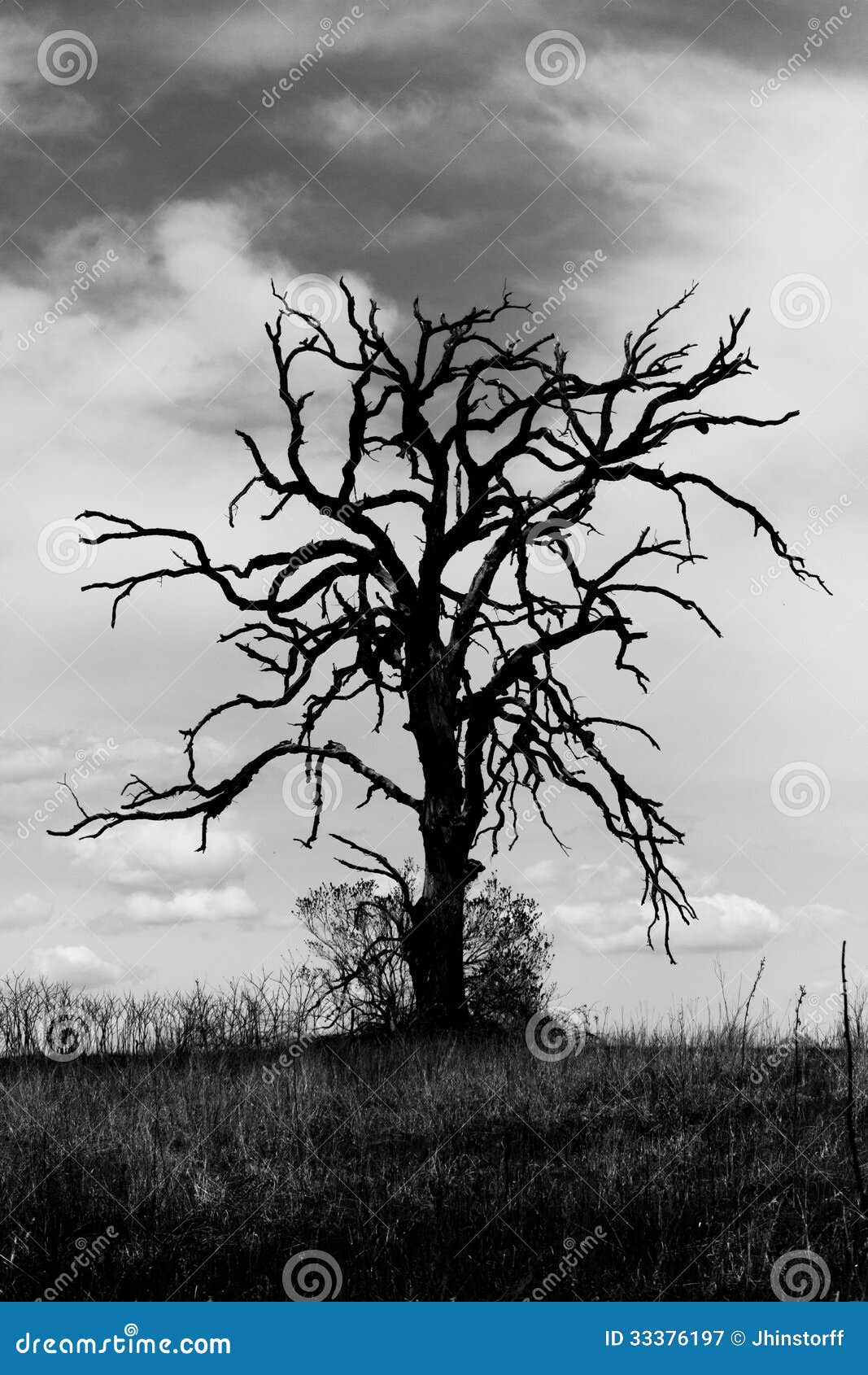 Spooky Old Tree