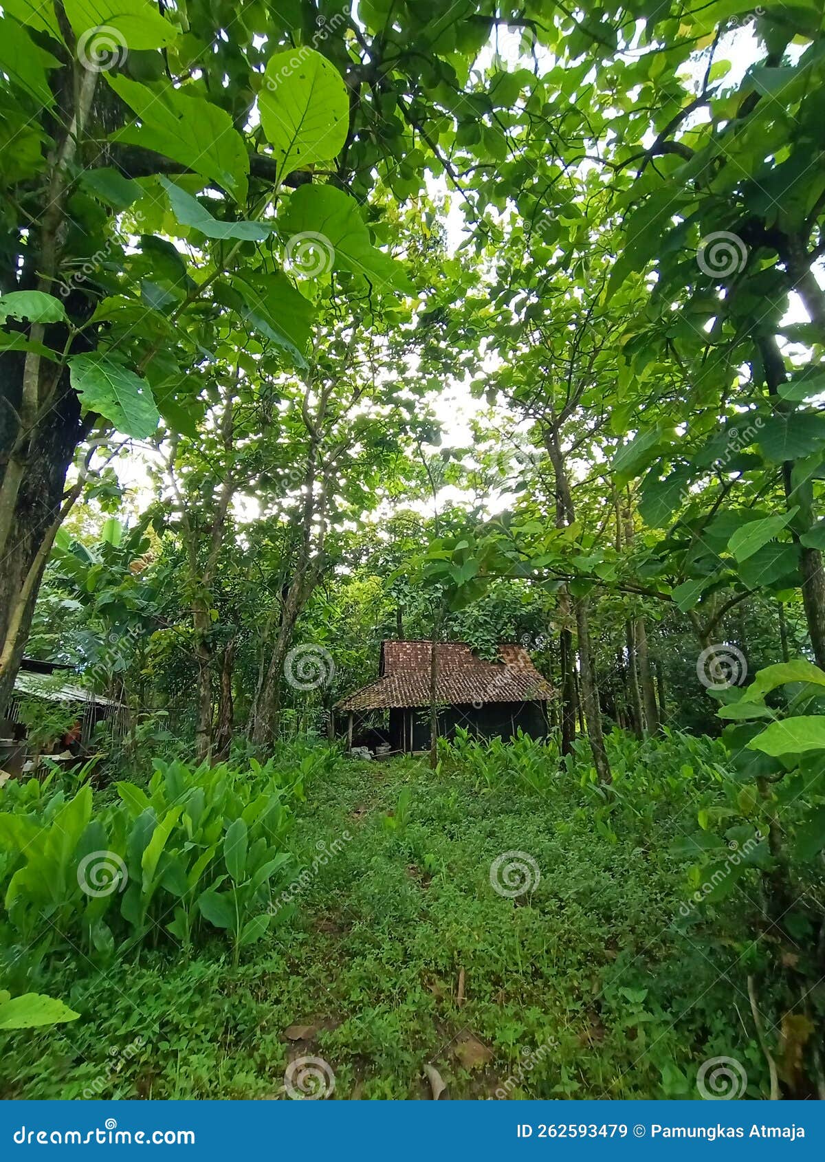 Spooky Silence House in Forest Stock Image Image of green, tree