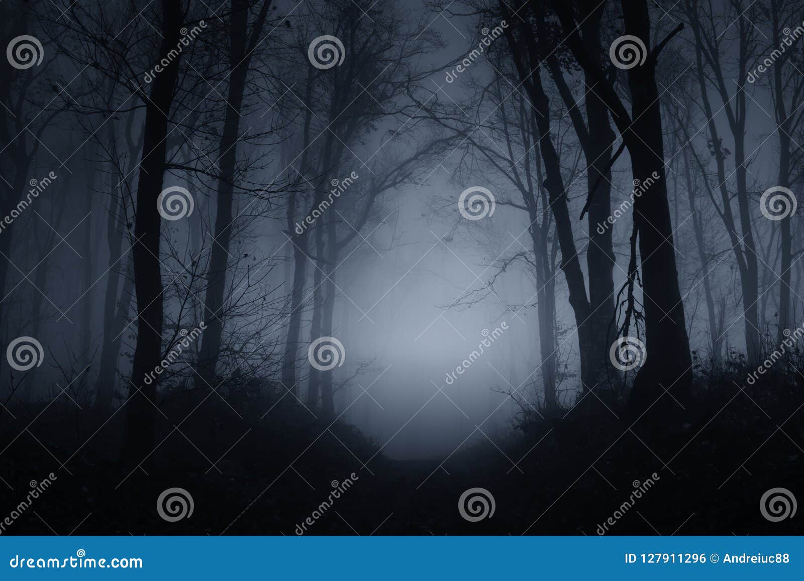 spooky woods at night on halloween