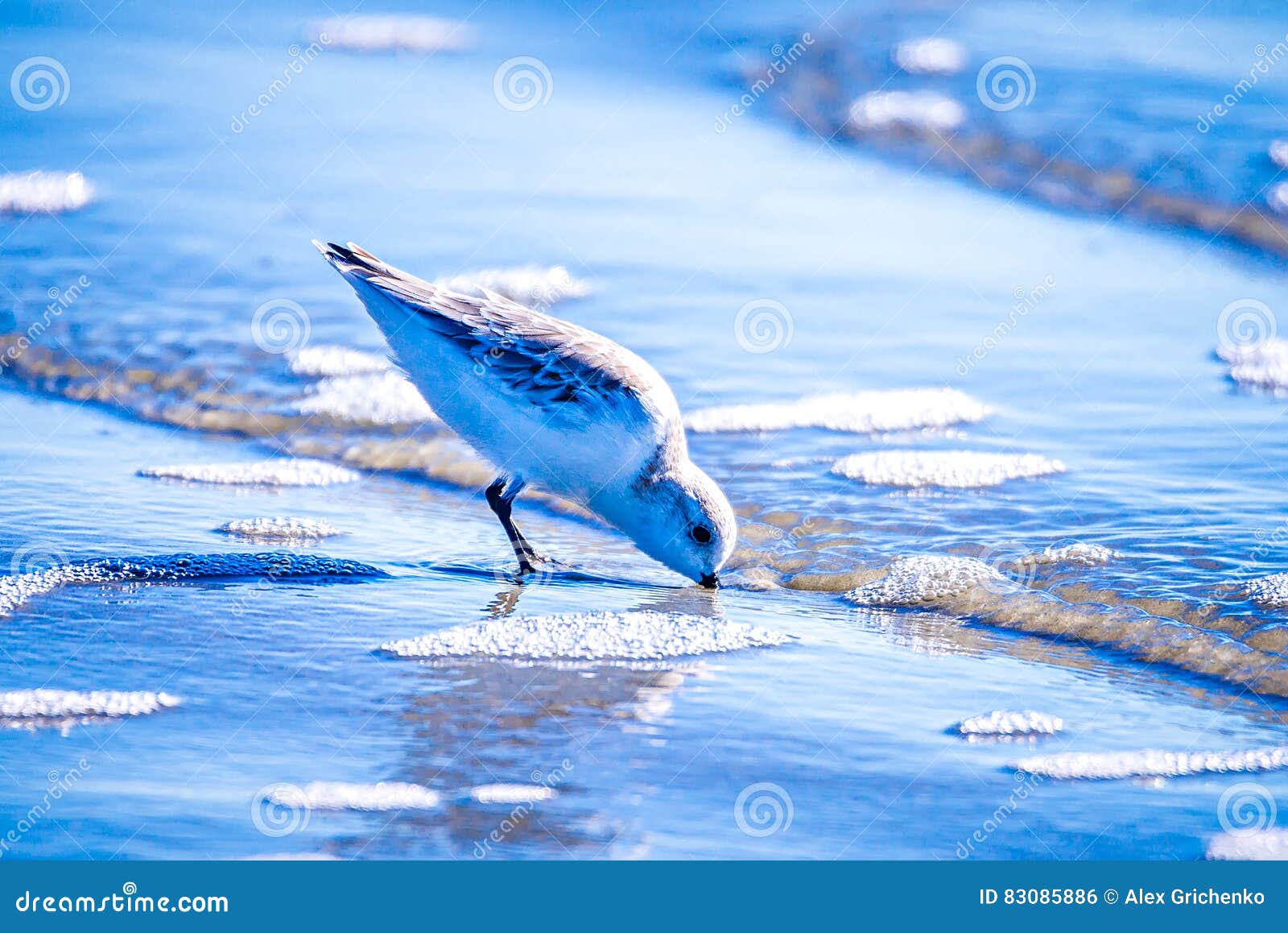 spoon-billed sandpiper and shorebirds at the south carolina beachvery rare and critically endangered species