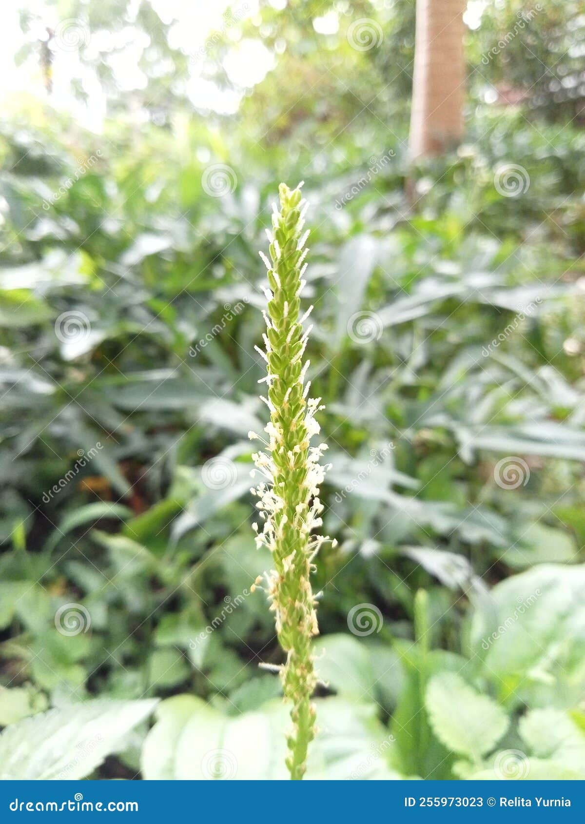 Spoon Leaf Plant in Bloom on Green Leaves Stock Image Image of