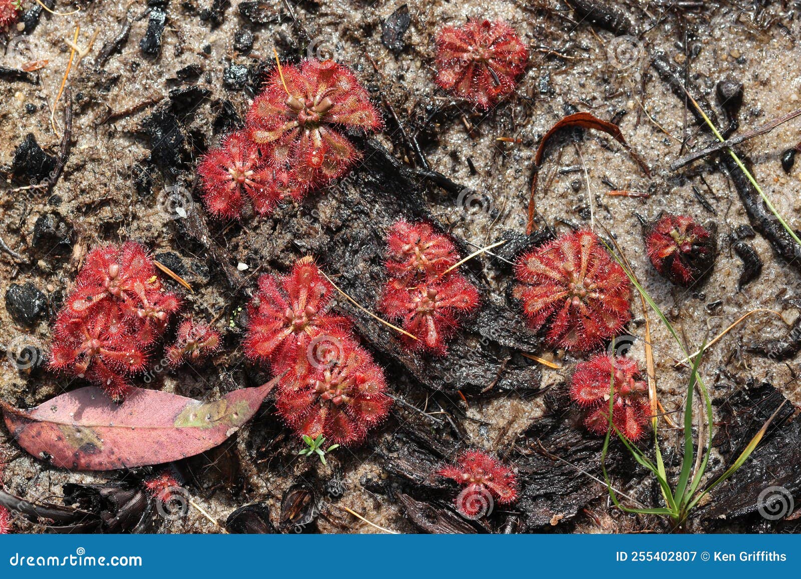 Spoonleaf Sundews stock image. Image of carnivorous 255402807