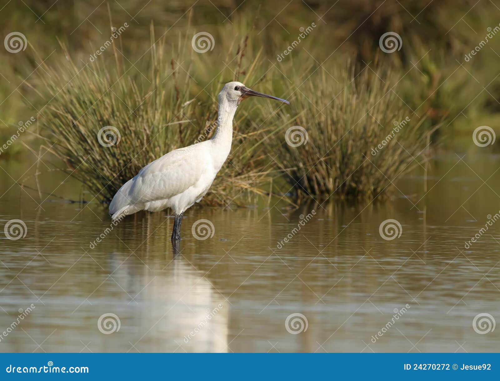 Spoonbill stock photo. Image of african, portrait, beautiful - 24270272