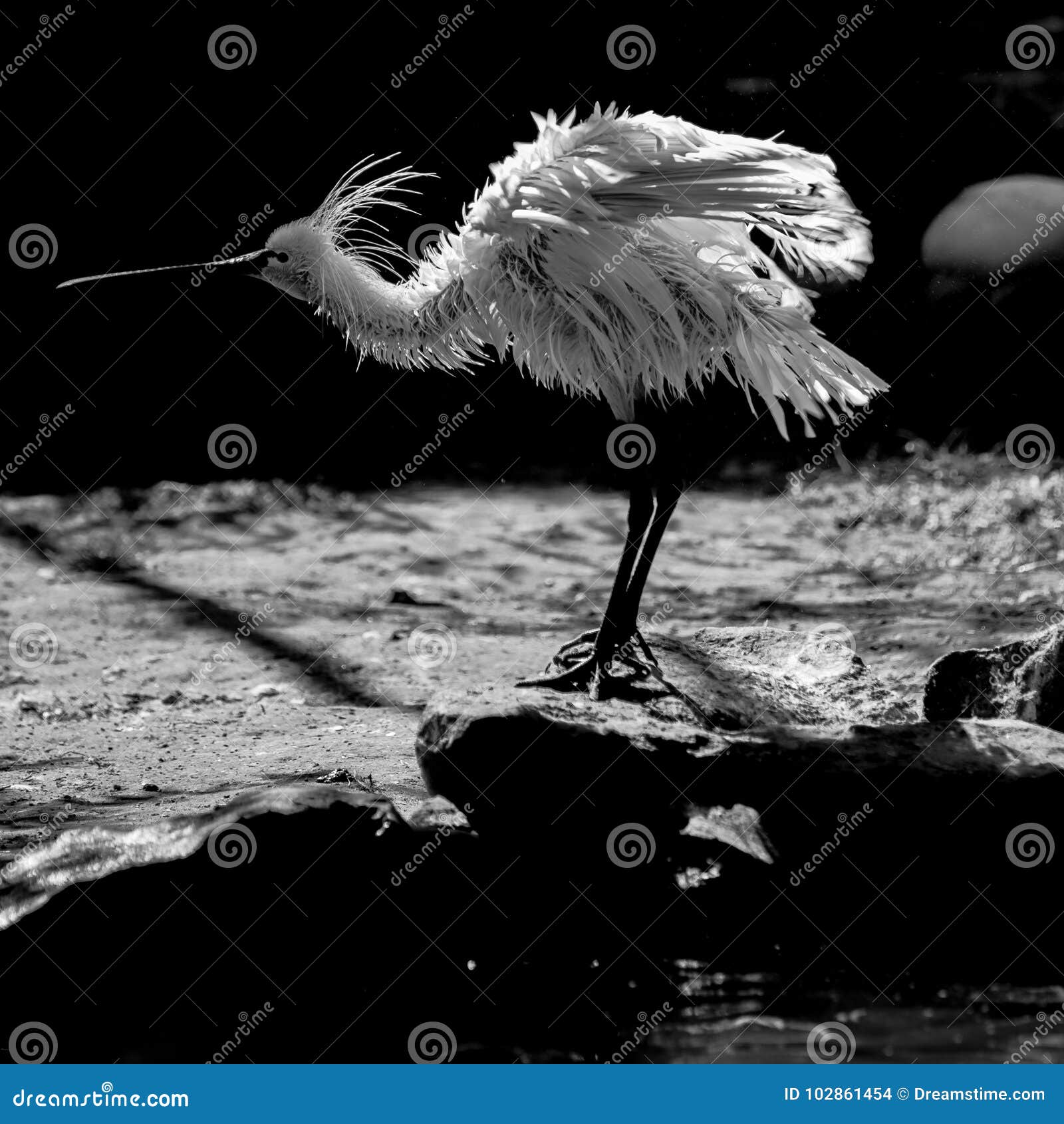 Eurasian spoonbill stock photo. Image of dries, backround 102861454