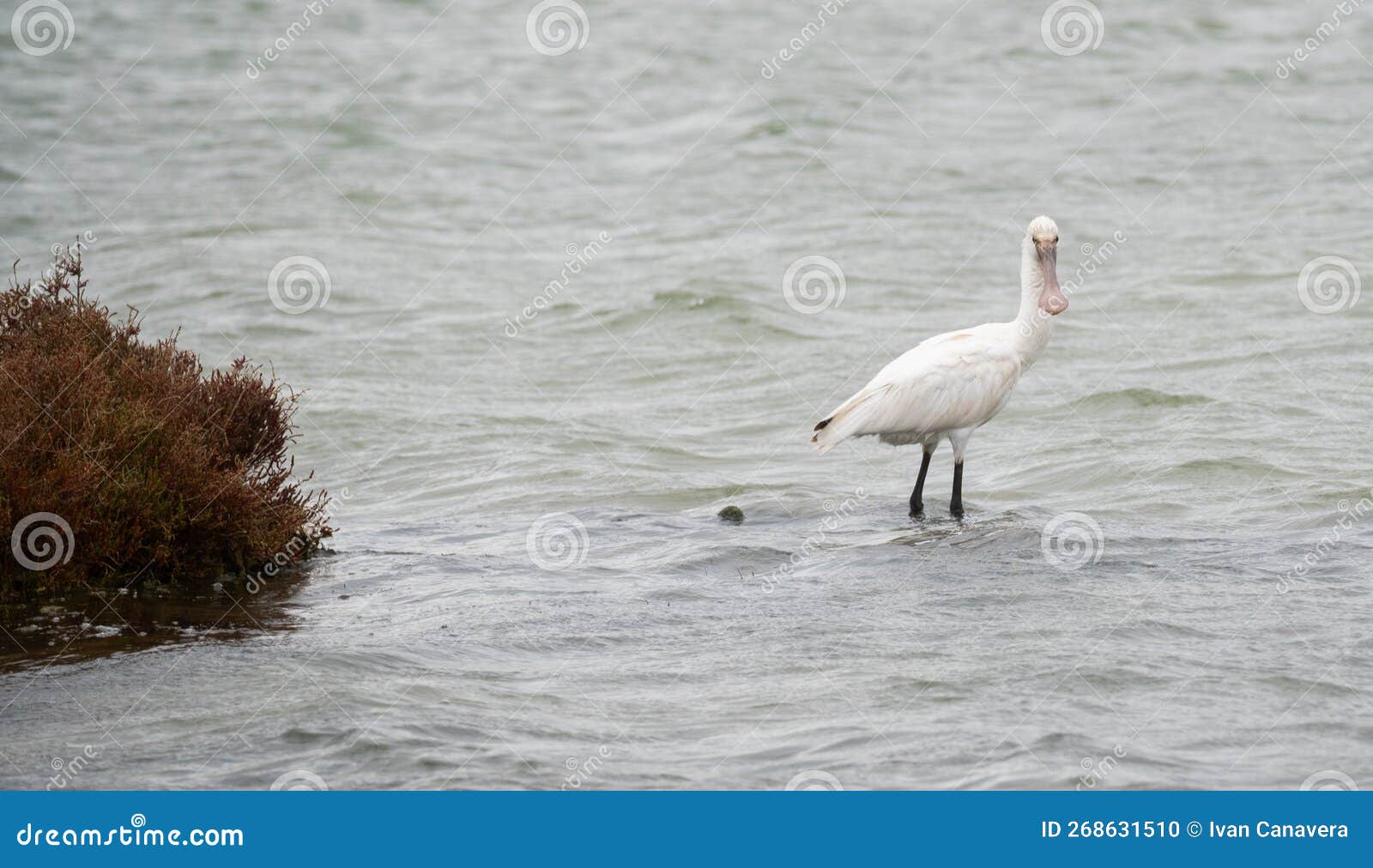 spoonbill, platalea leucorodia in its natural environment looking for food, southern sardinia