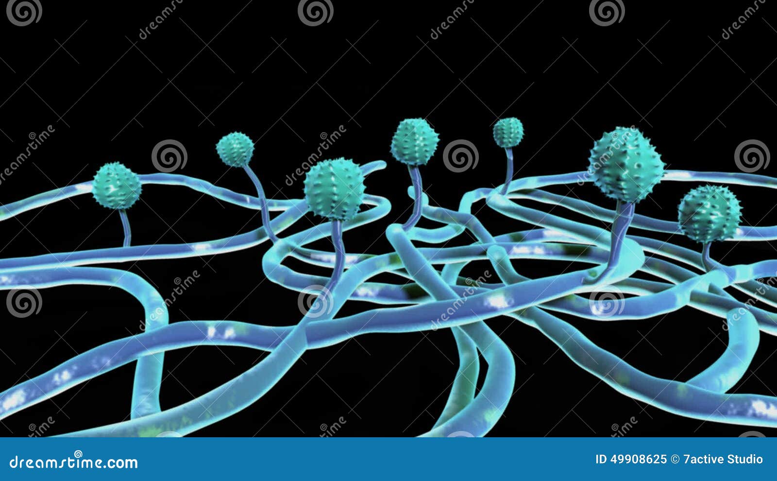 spore biology spore biology