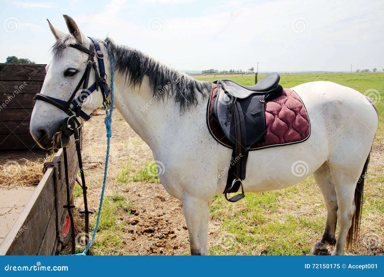 Sport Saddle with Stirrups on a Back of a Horse Stock Image Image of