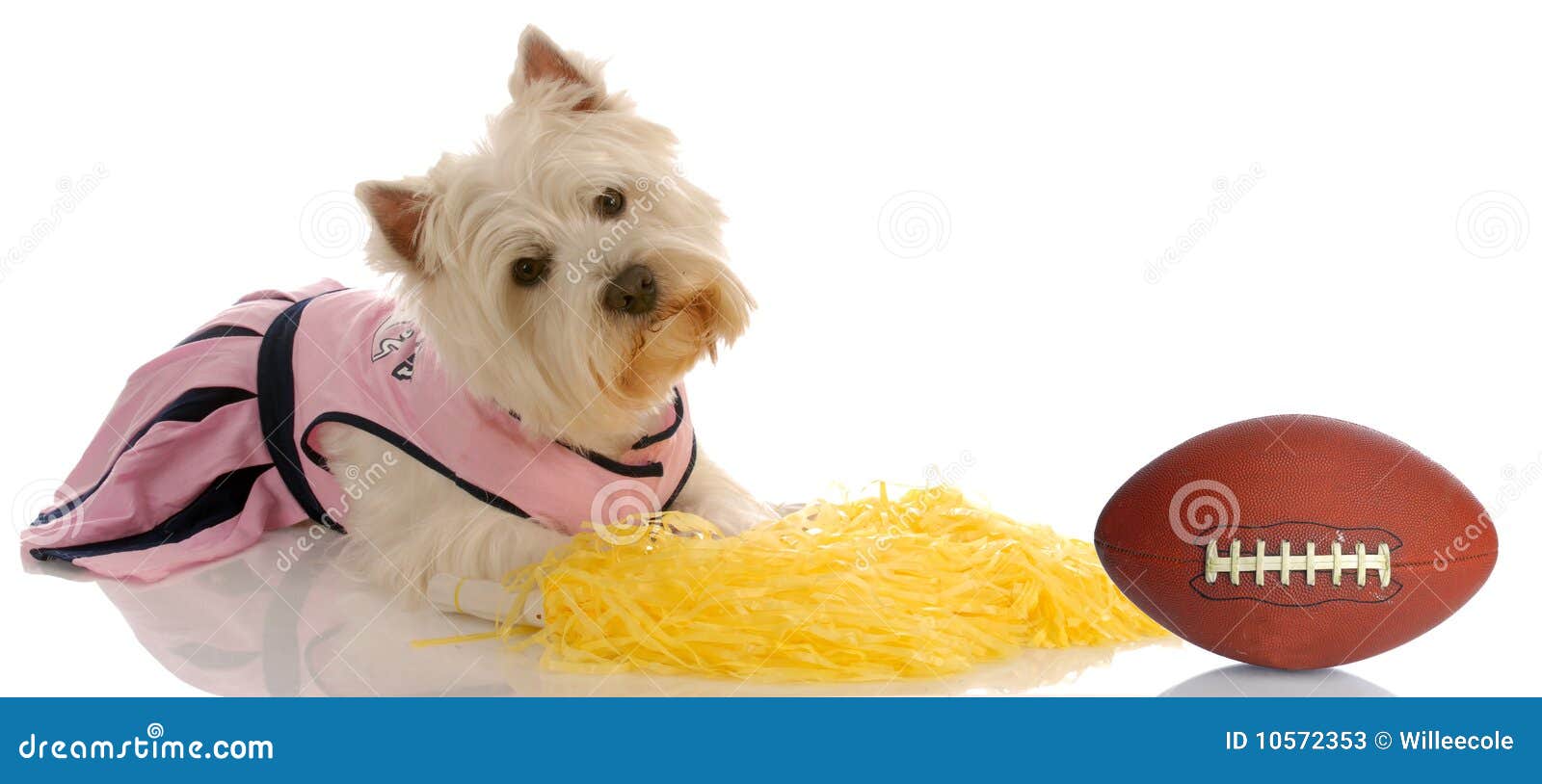 Sports hound stock image. Image of pink, leather, champion 10572353