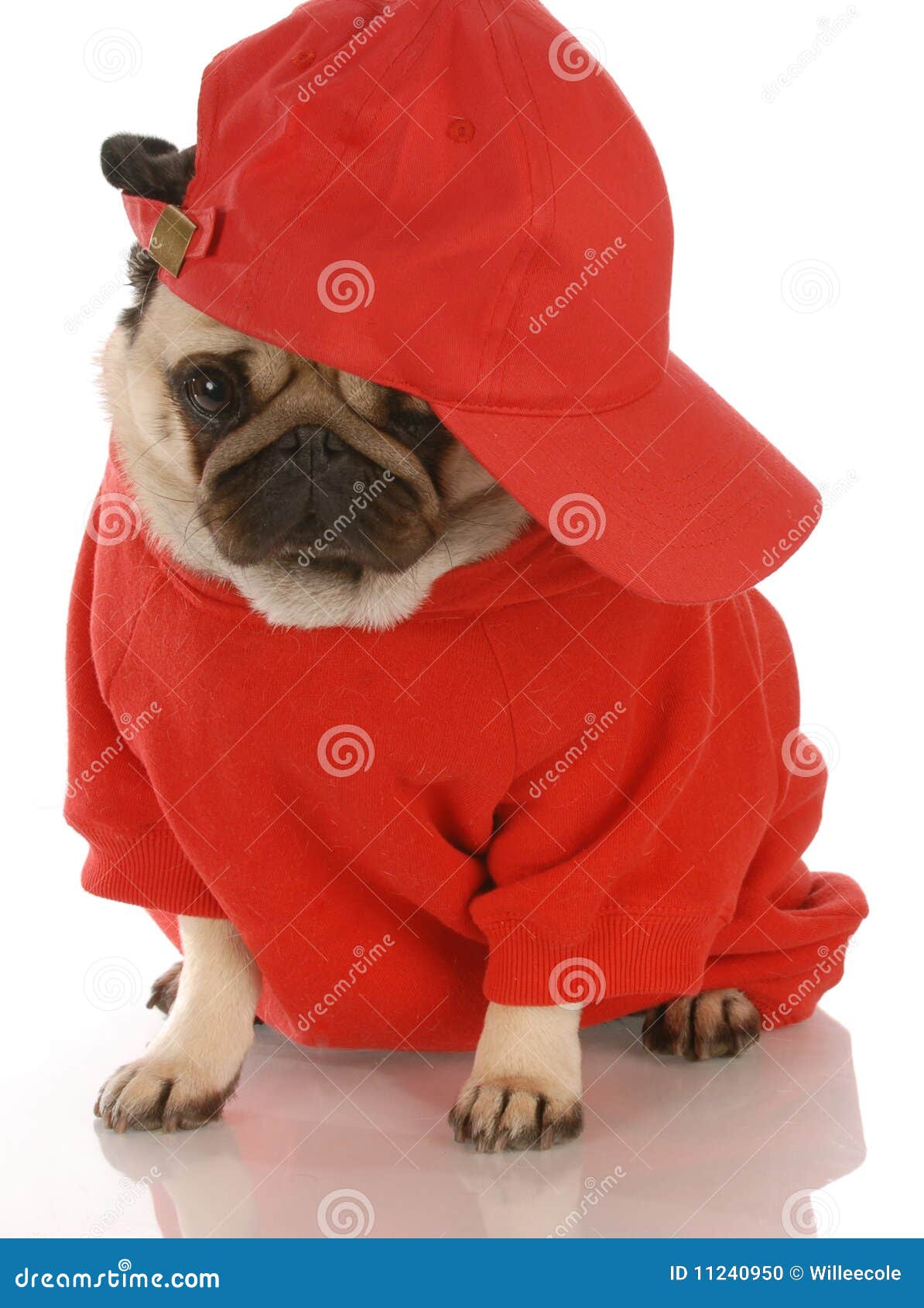 Sports hound stock photo. Image of fitness, greeting 11240950