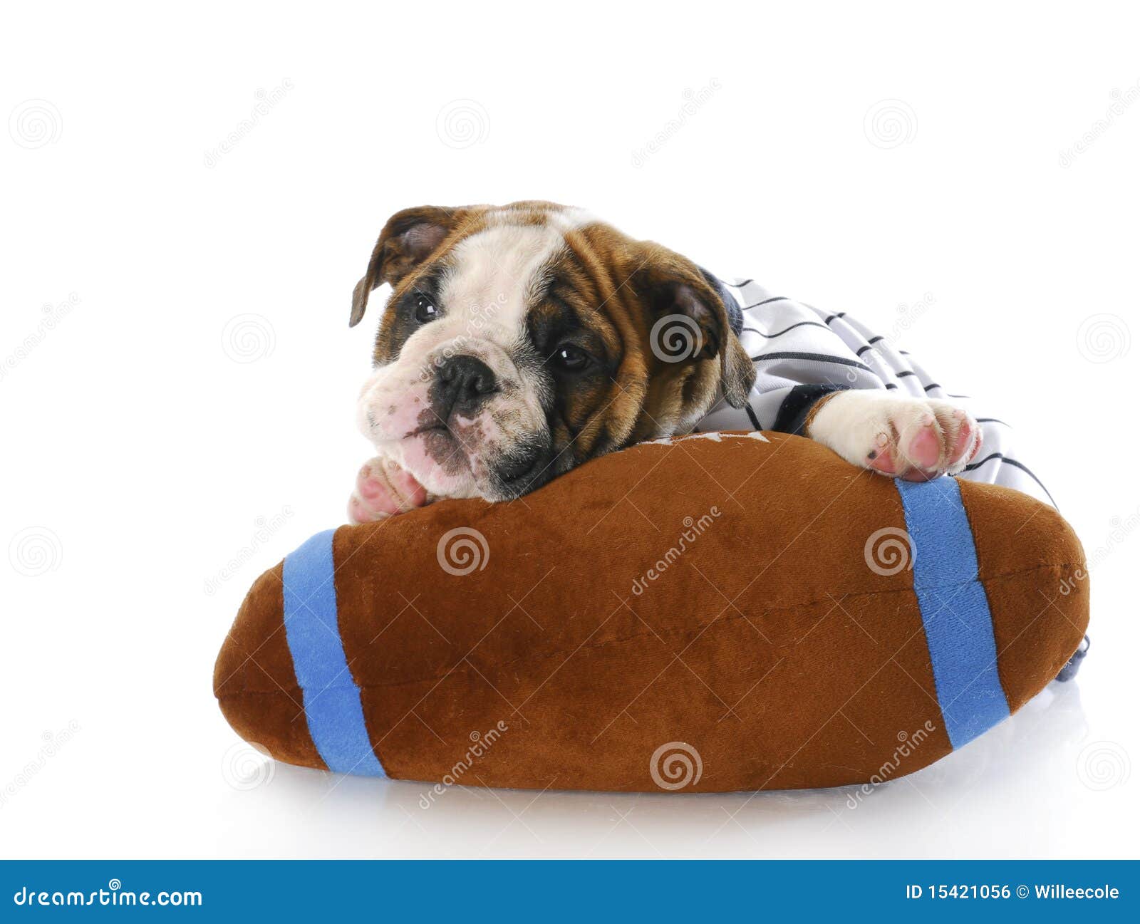 Sports hound stock photo. Image of athletic, game, isolated 15421056