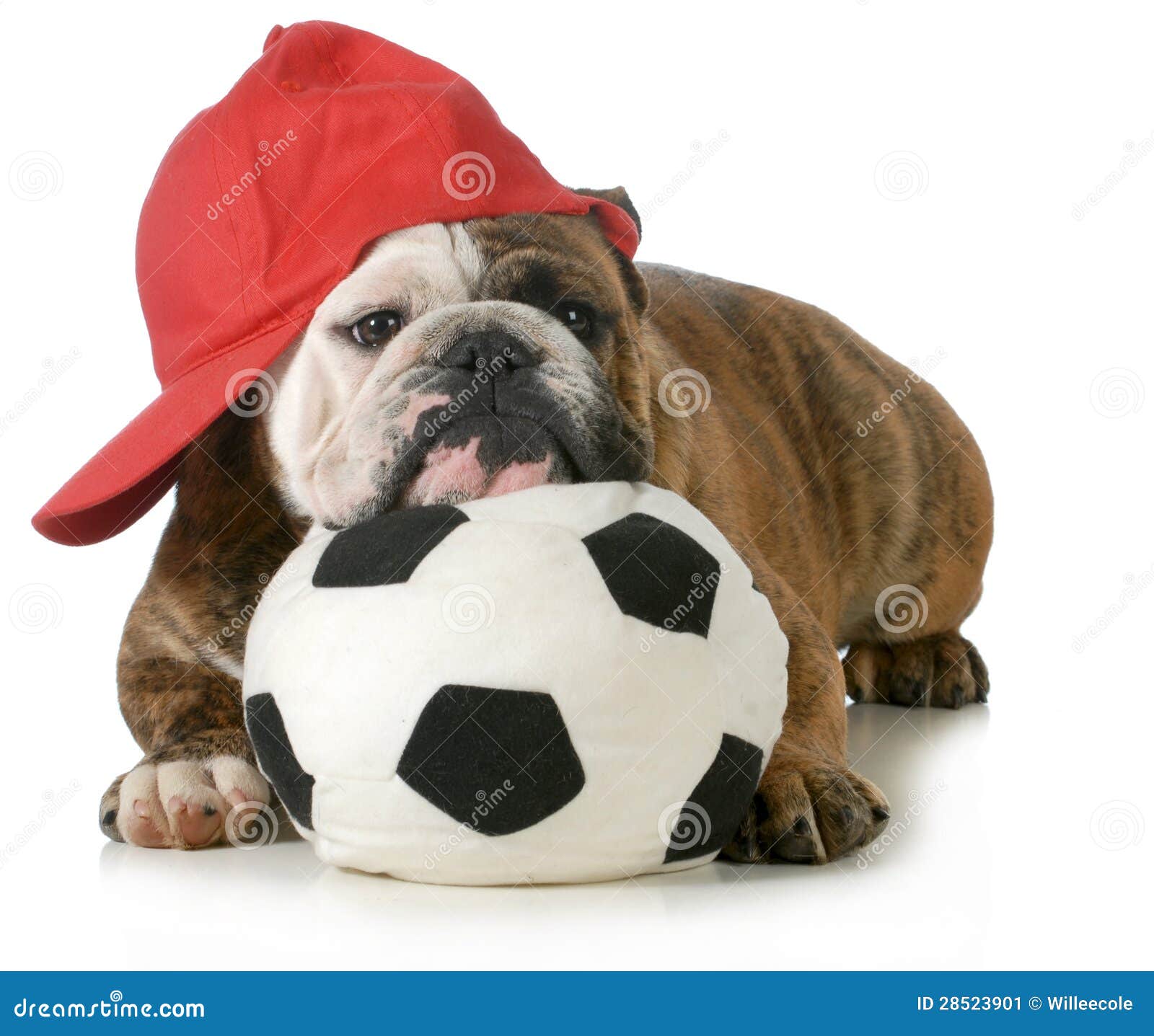 Sports hound stock image. Image of canine, bulldog, recreation 28523901