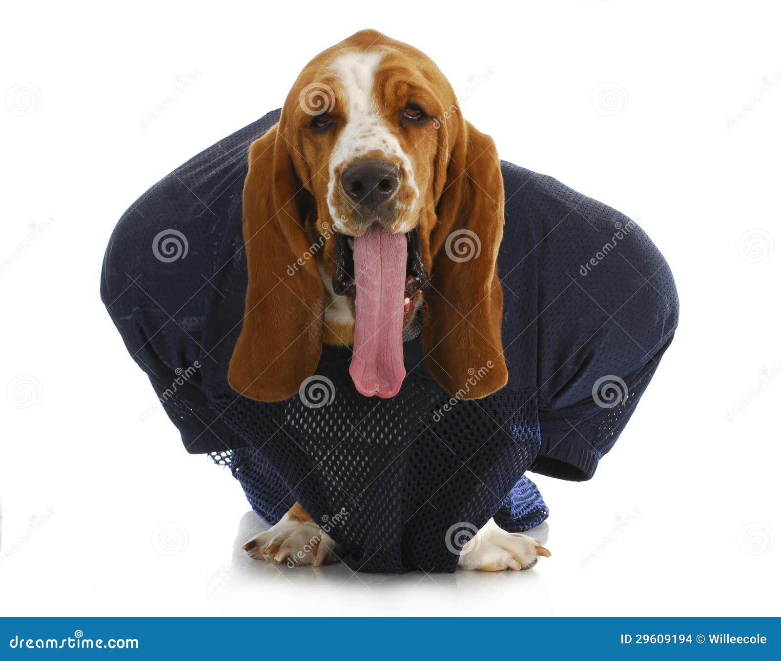 Sports hound stock photo. Image of activity, game, fitness 29609194