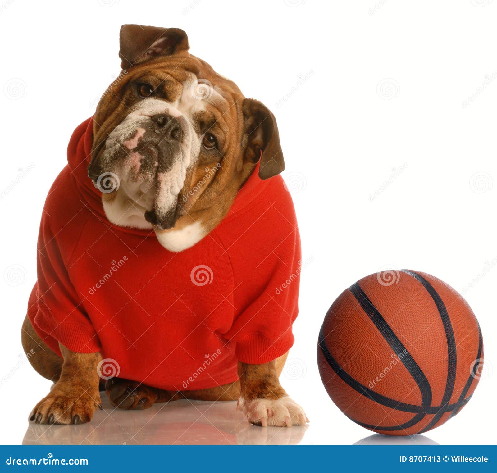 Sports hound stock image. Image of canine, practice, fitness 8707413