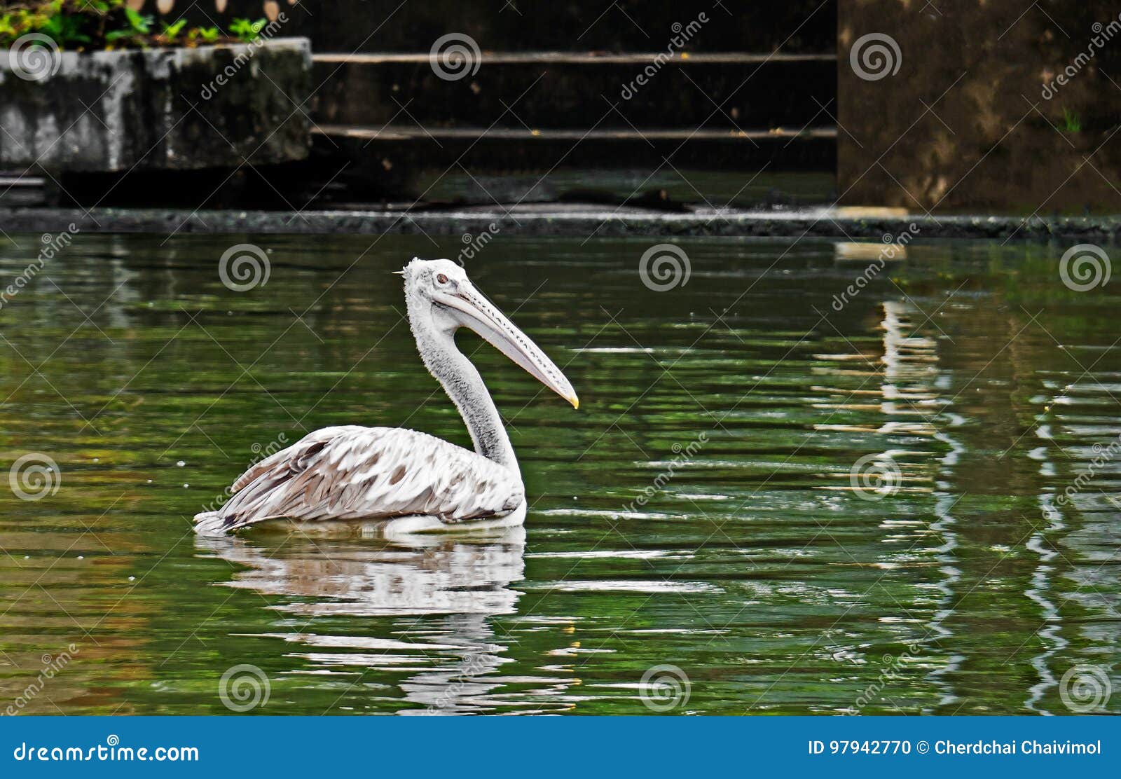 Closeup Spot-Billed Pelican or Grey Pelican on The Pond