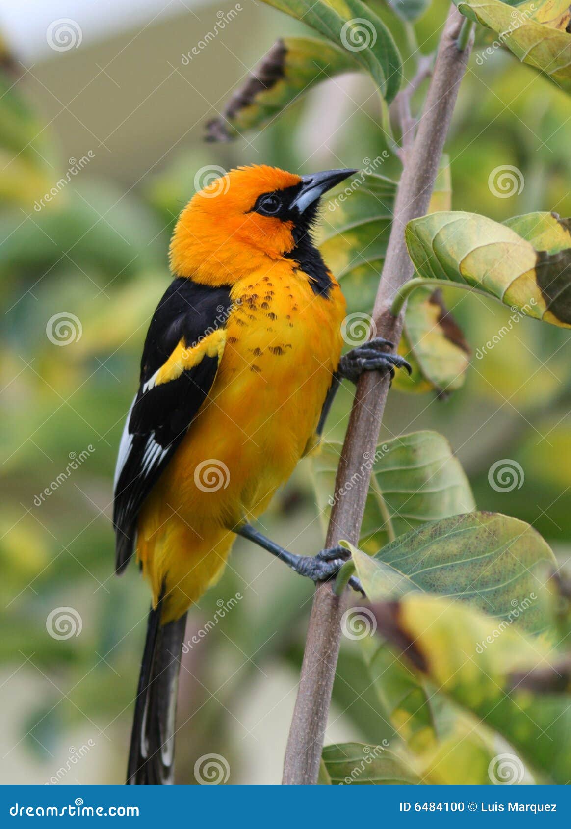 spot-breasted oriole