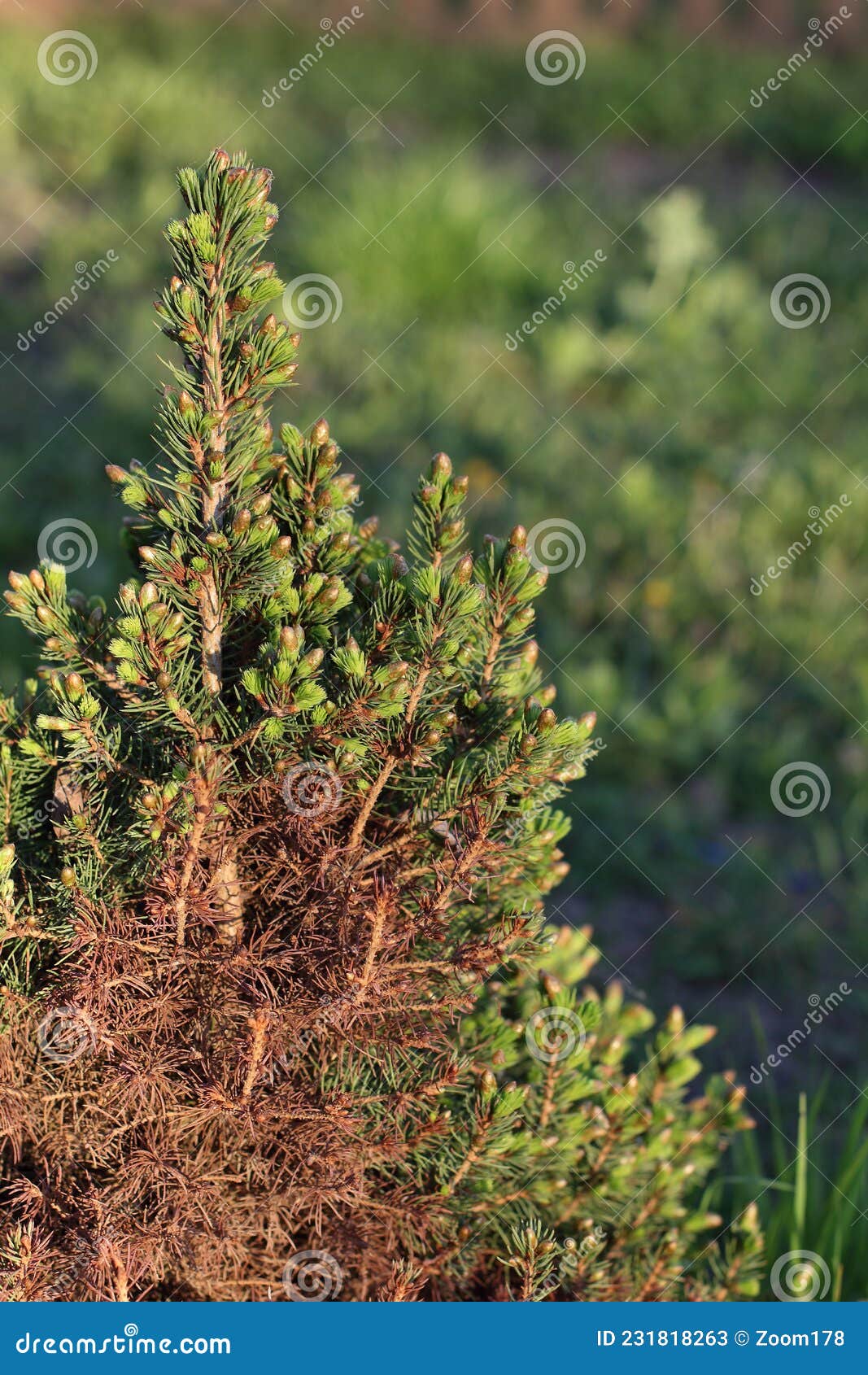 Spring sunburn on spruce stock image. Image of growth 231818263