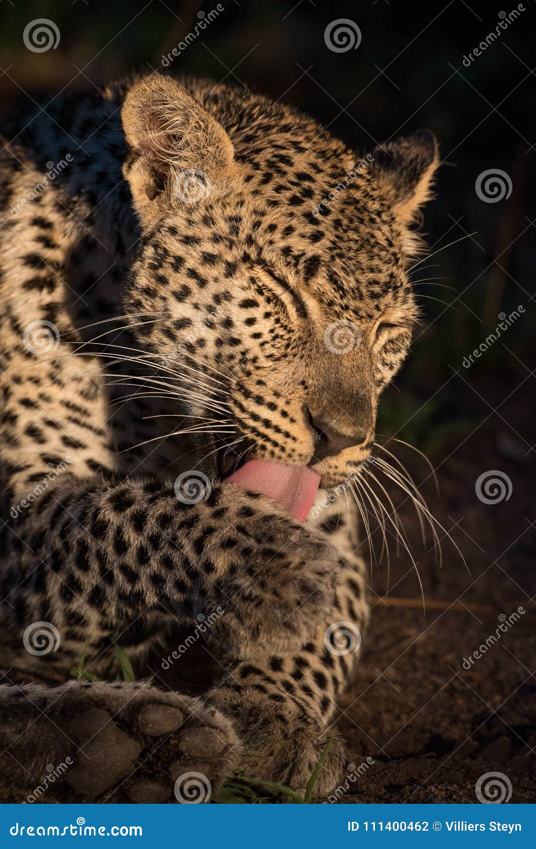 Leopard Lickin!