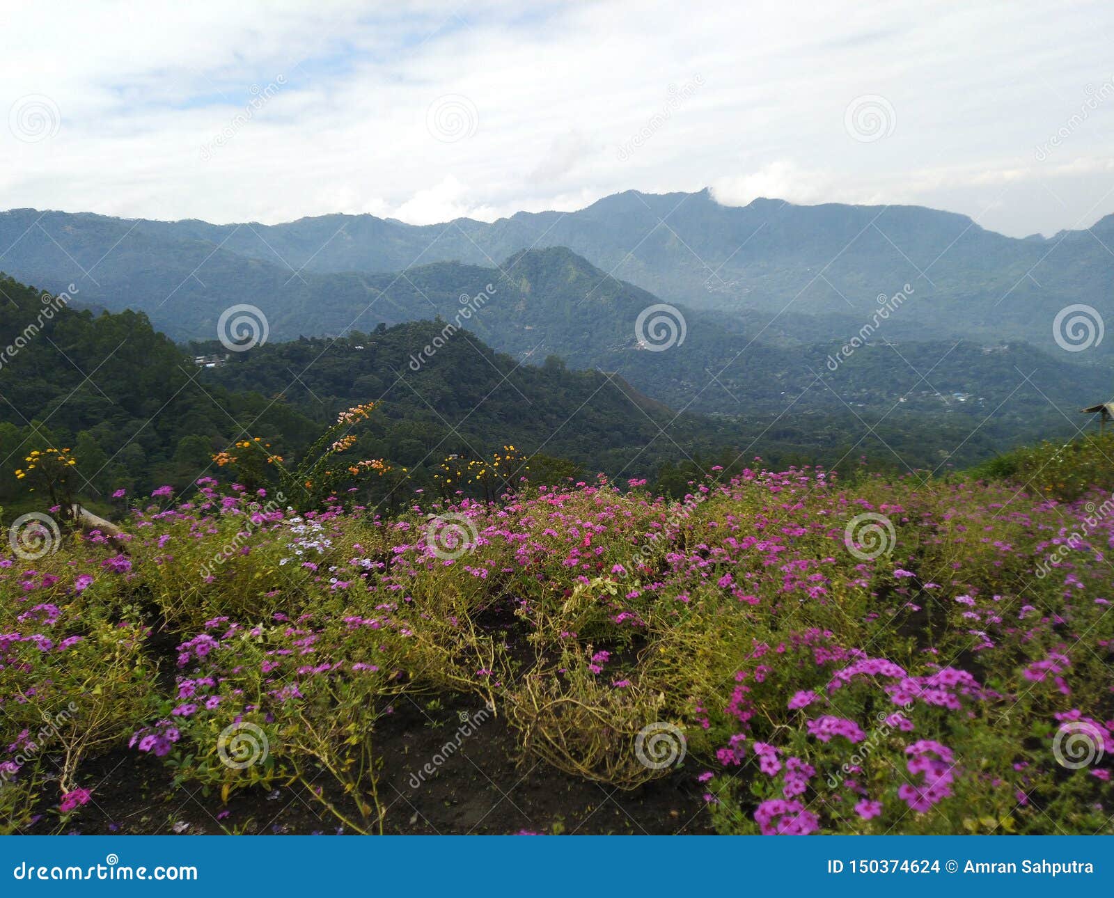 spot the manalalu bajawa flower park