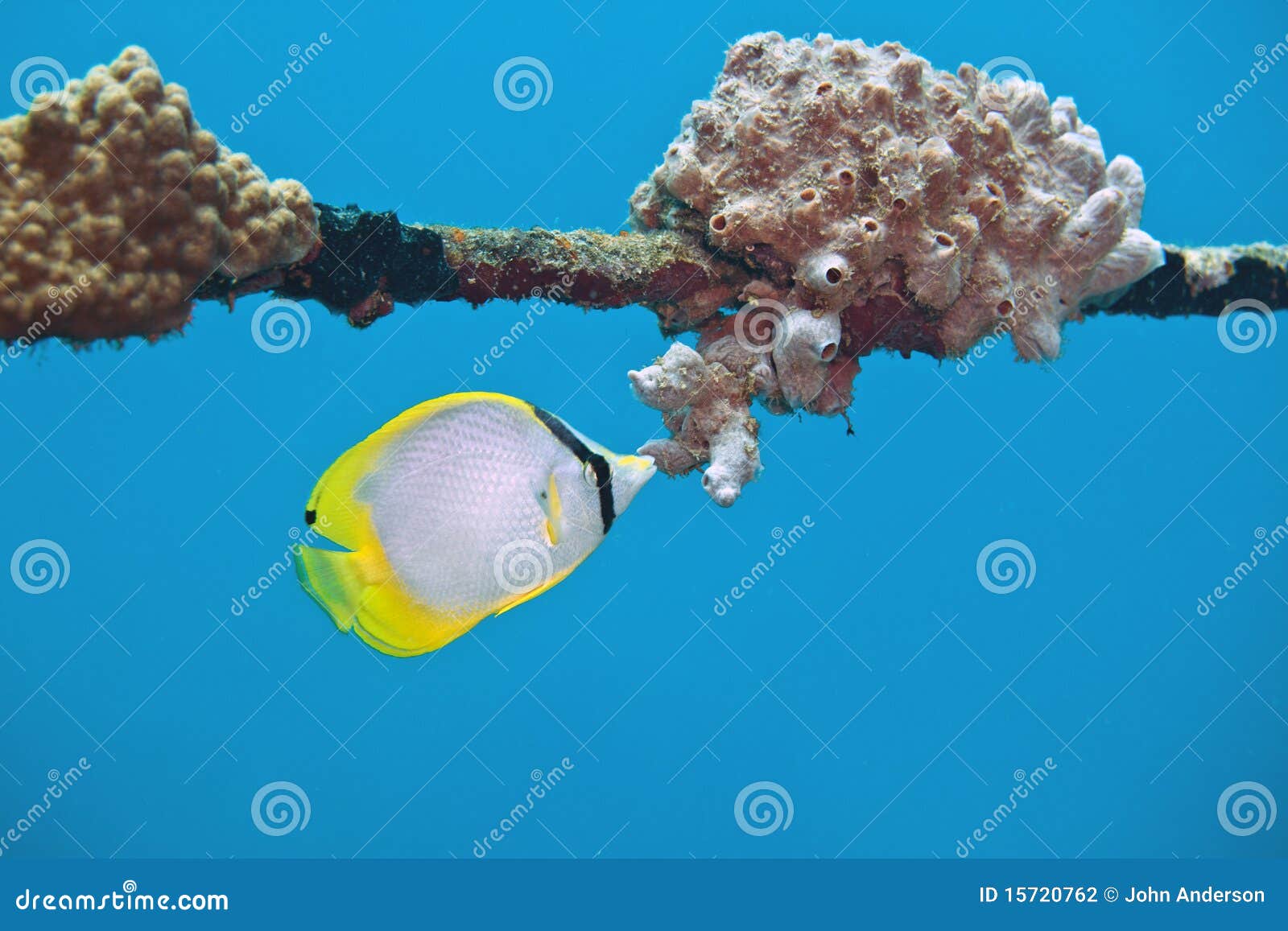 spotfin butterflyfish
