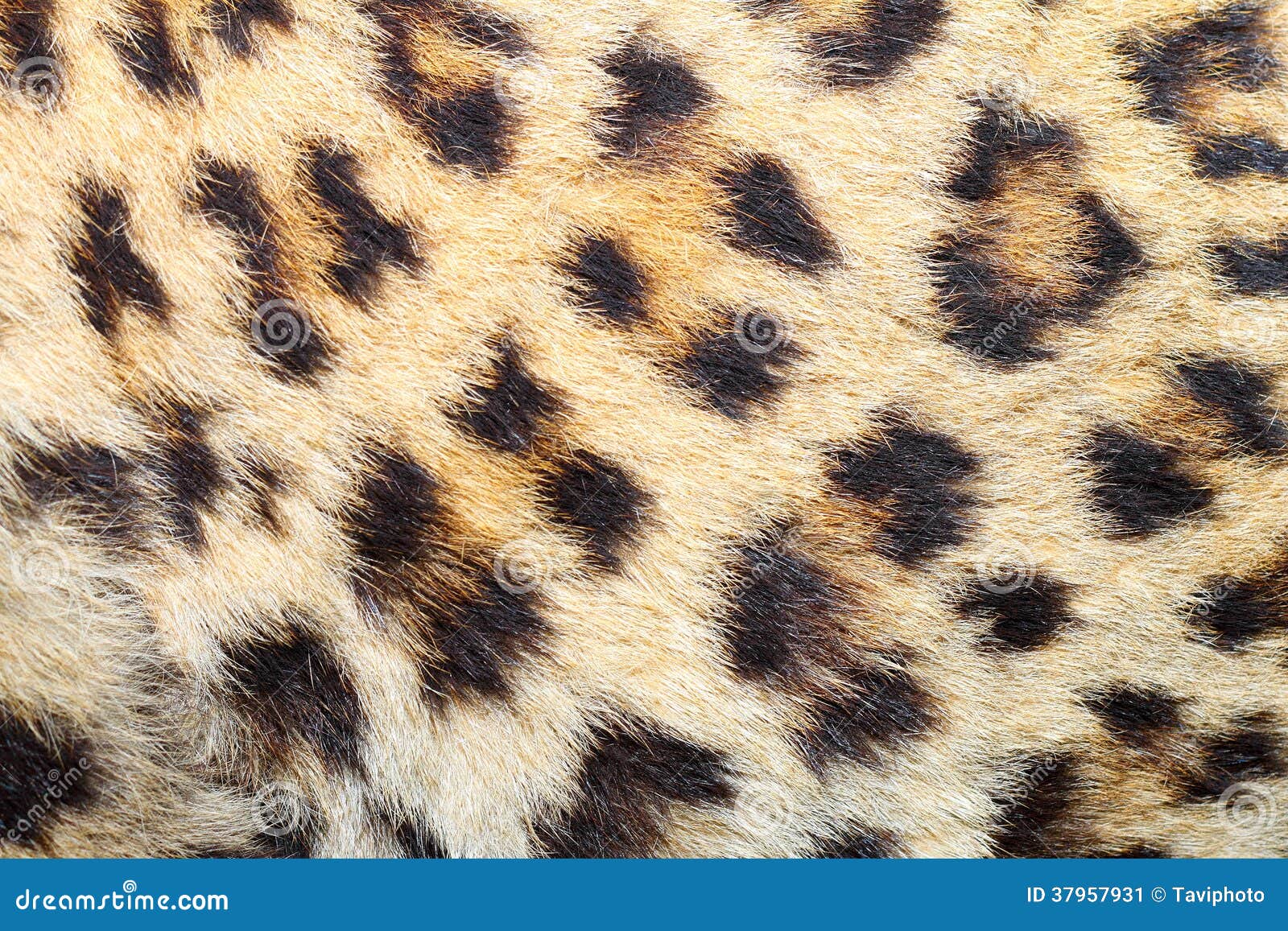 Spots on real leopard fur stock image. Image of real 37957931