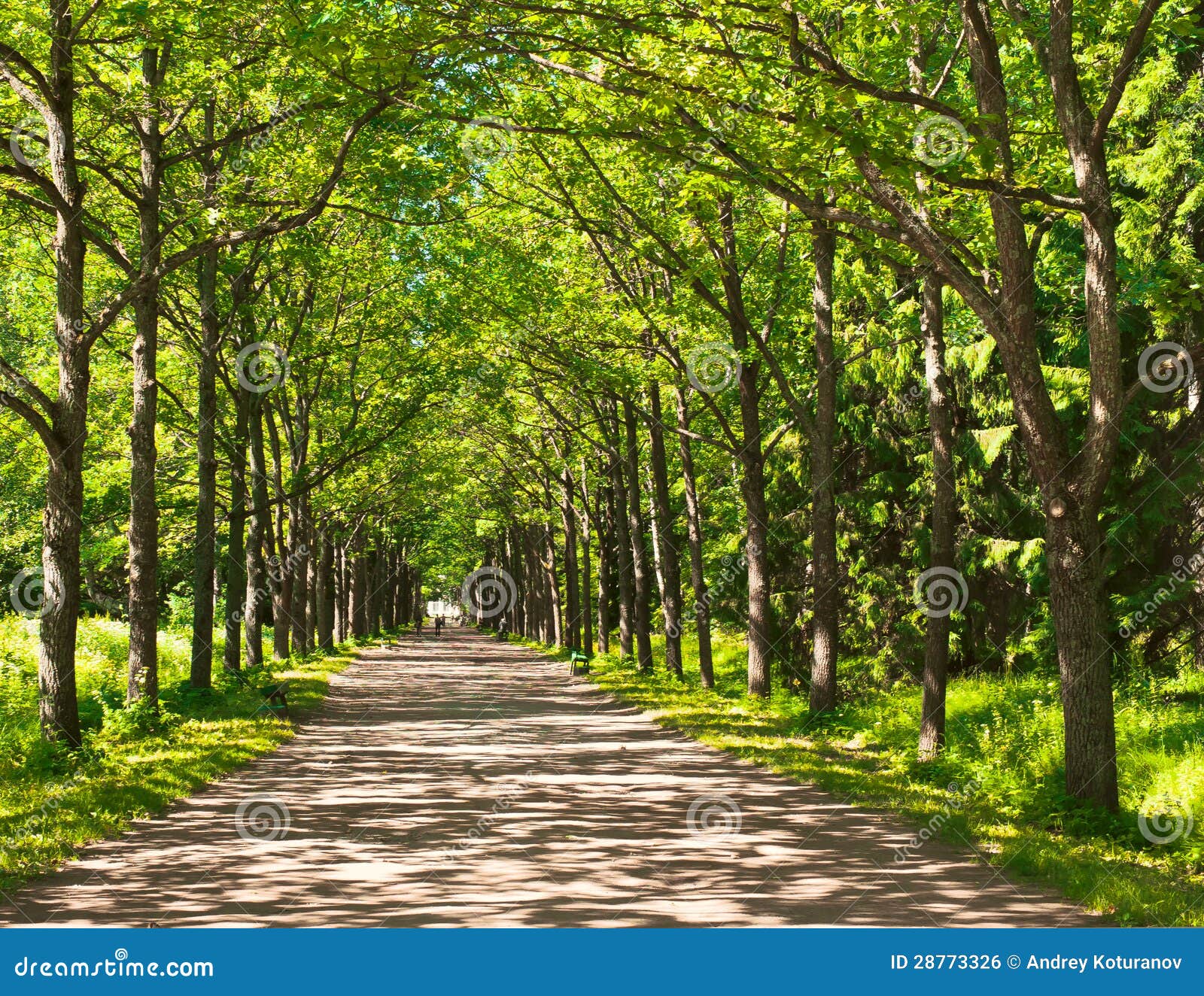Spots of Sunlight on Shady Alley Stock Photo Image of quiet, russia