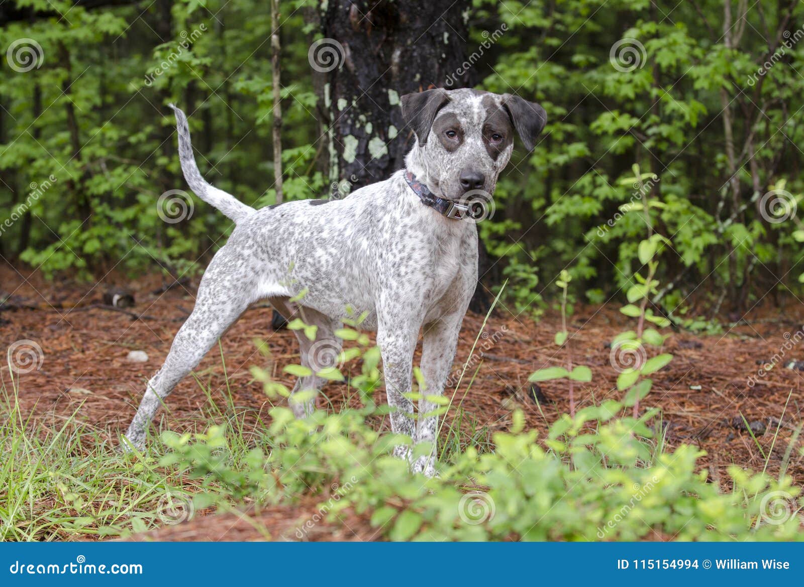Spotted Bird Dog Pointer Dog, Pet Rescue Adoption Photography Stock Photo -  Image of georgia, chocolate: 115154994