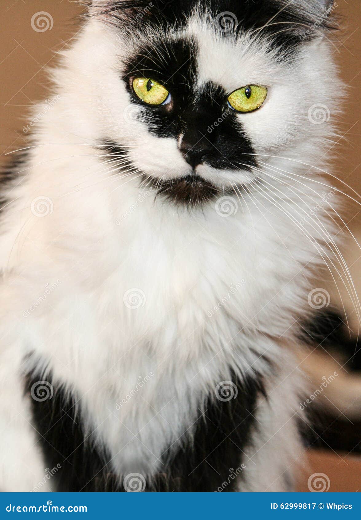 black and white spotted cat with green eyes