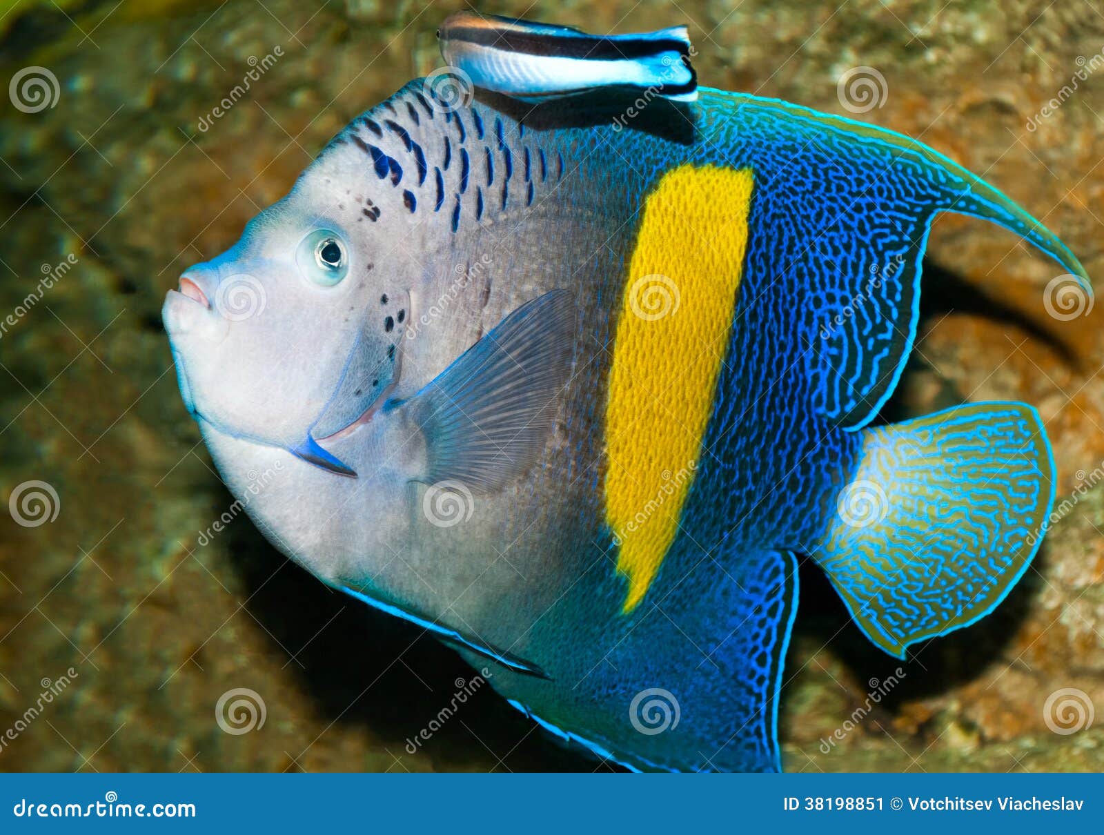Spotted Blue Eyed Rainbow Fish Pseudomugil Gertrudae Aquarium Fish