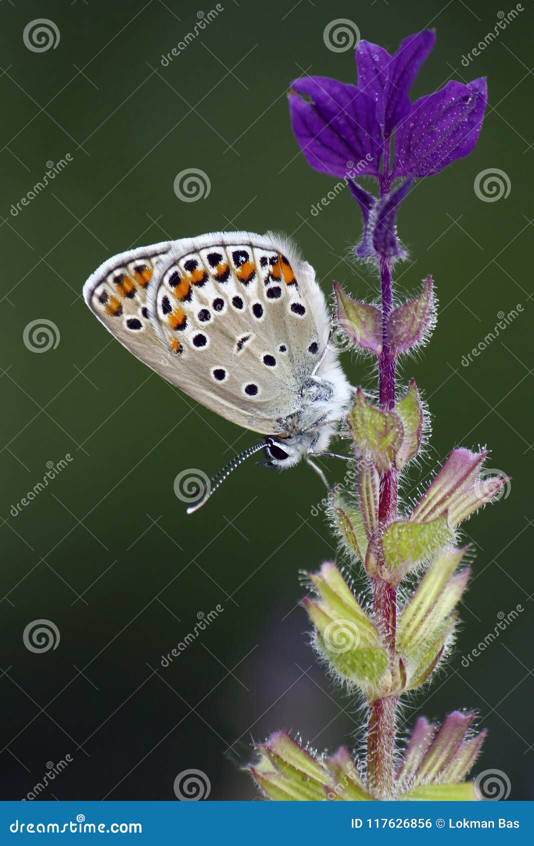 spotted butterfly on purple flowers