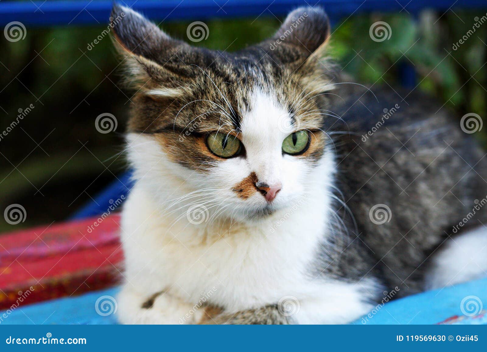 A Spotted Cat Looks Sideways. Stock Photo Image of animal, muzzle
