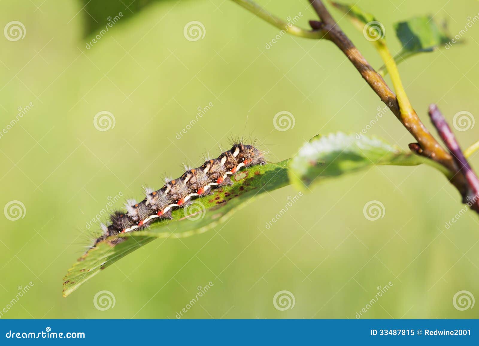 Spotted Caterpillar Crawling on Plant Leaf Stock Image Image of grub, dots 33487815