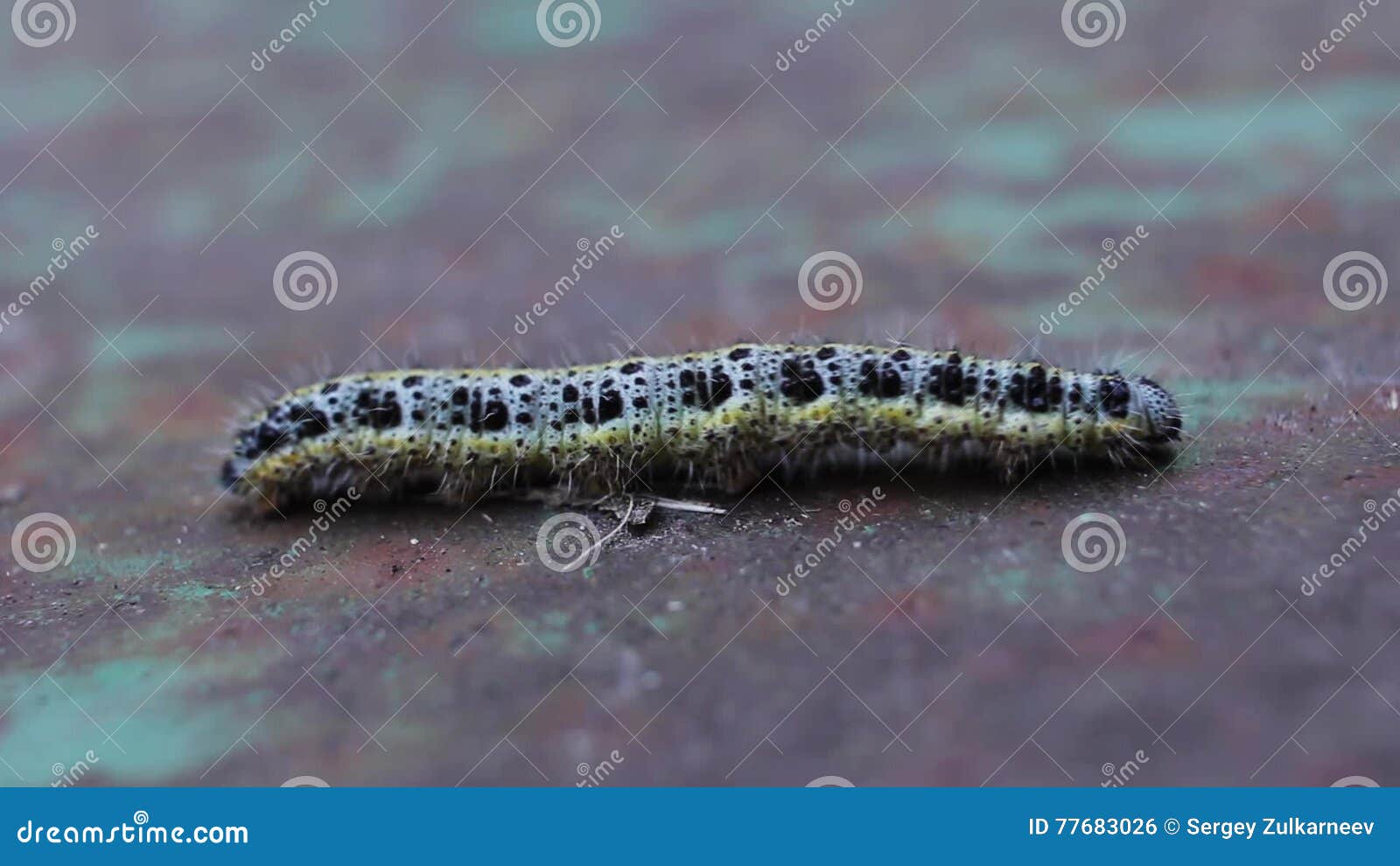 Spotted Caterpillar Walking Stock Footage Video of fauna, creepy
