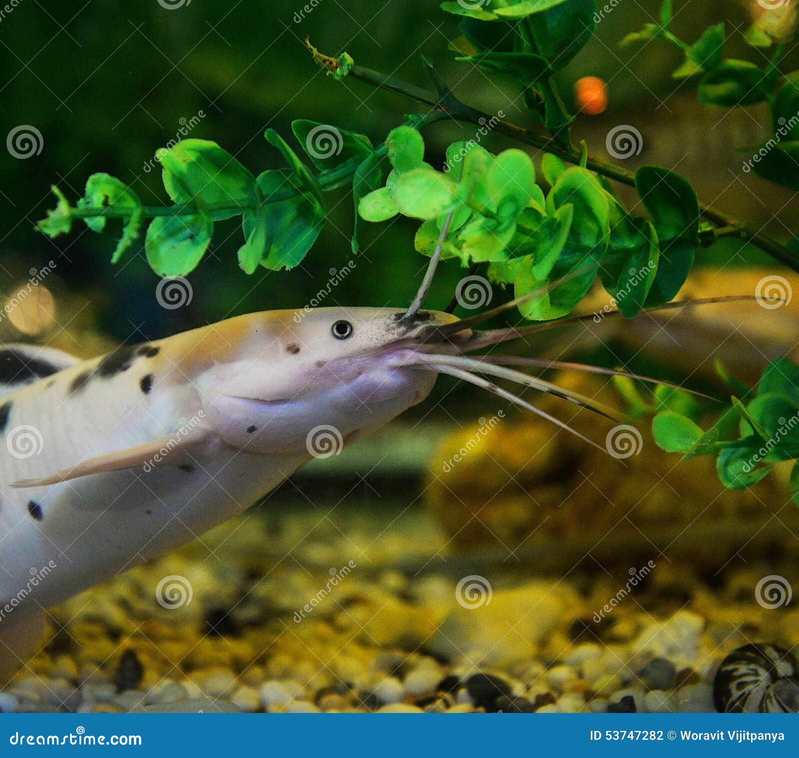 Albino catfish stock photo. Image of refrigerated, monger - 53747282