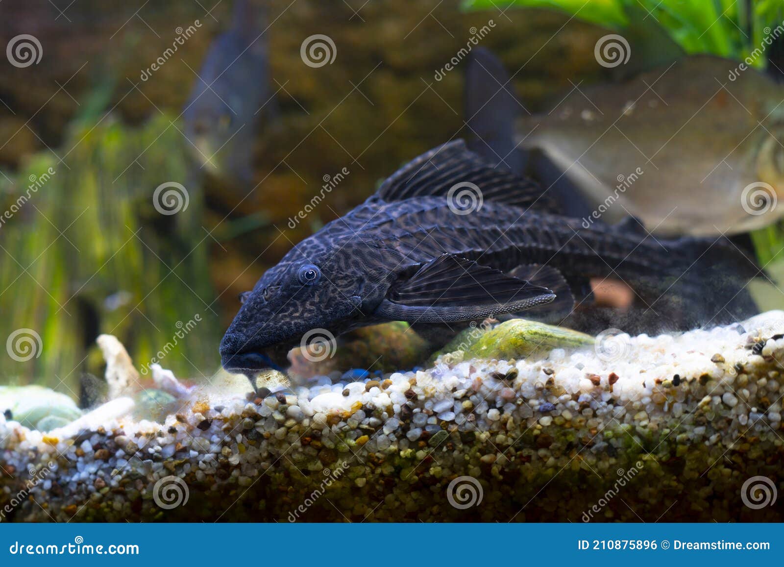 Spotted Catfish in a Lighted Aquarium. Stock Photo Image of scales
