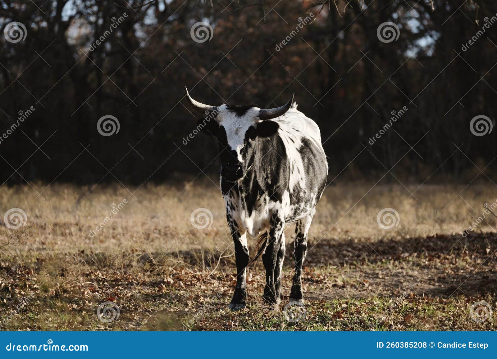 spotted corriente cow in texas winter field