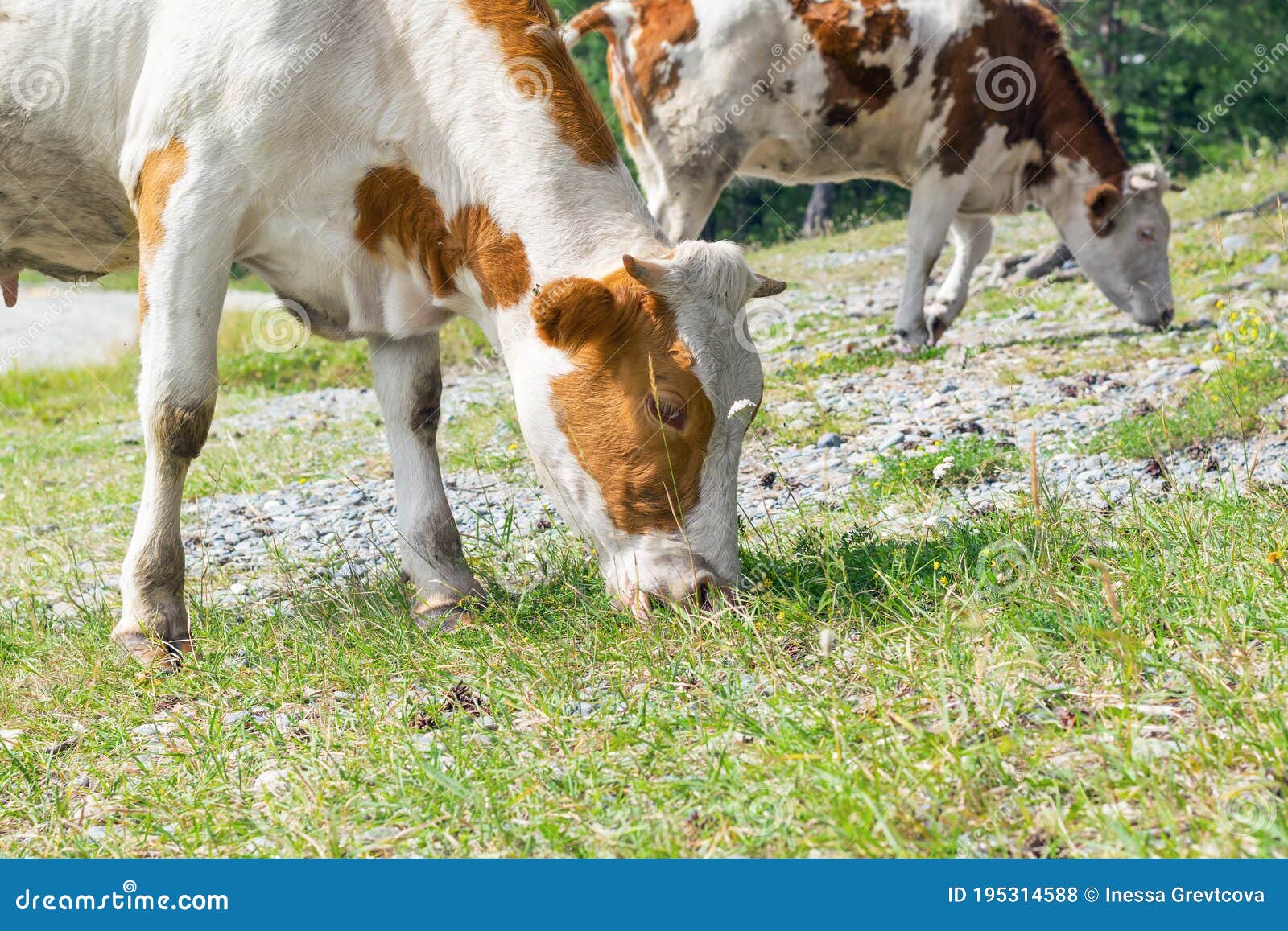 Spotted Cows Eat Grass in a Meadow. Stock Photo Image of lawn
