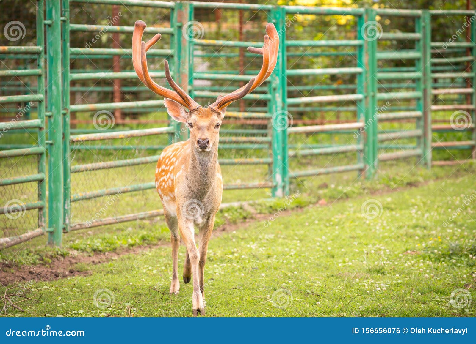 Spotted deer or axis deer stock photo. Image of natural 156656076