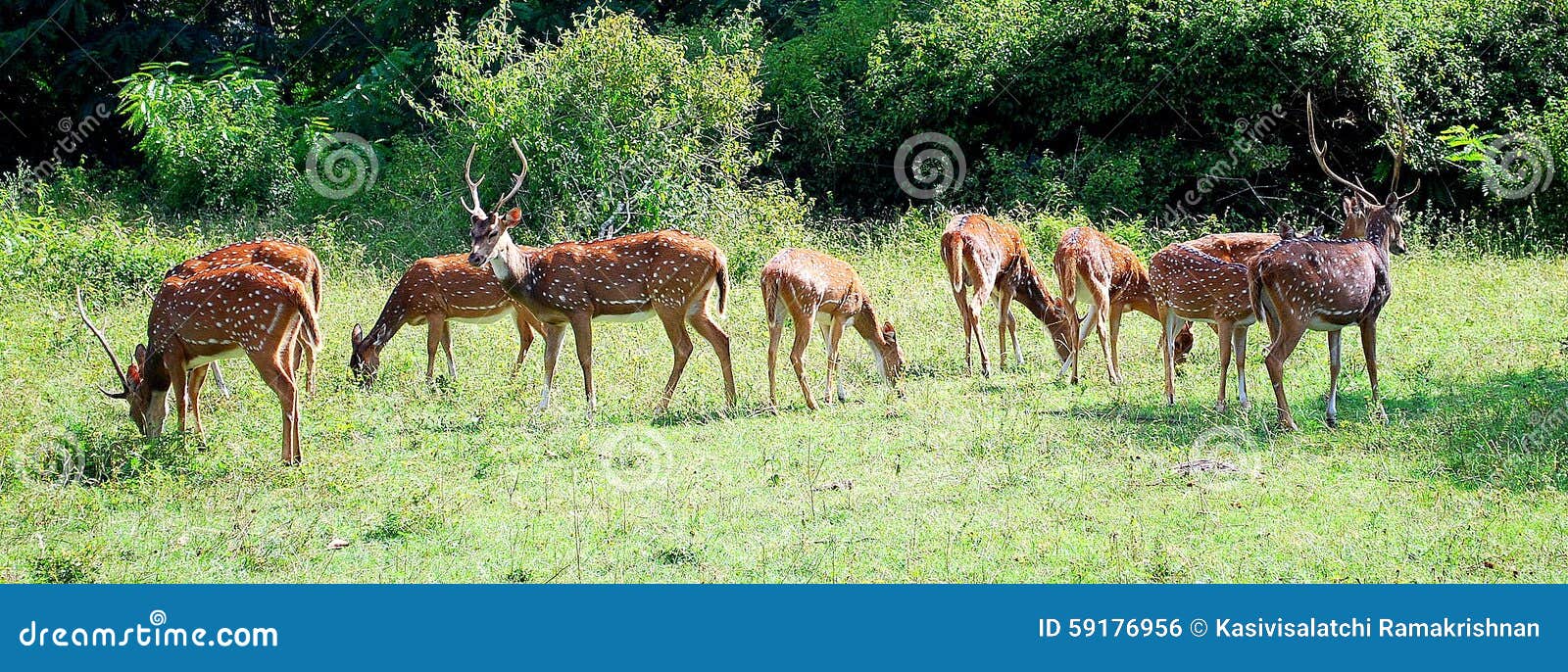 spotted deer in bandipur national park