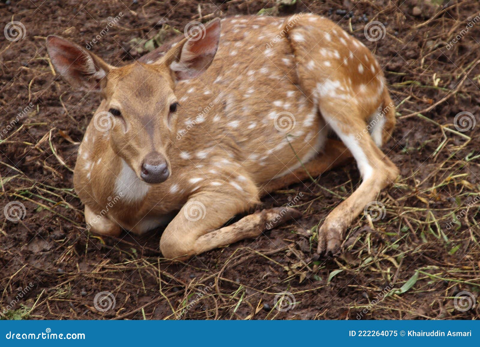 Spotted deer stock image. Image of chital, erxleben - 222264075
