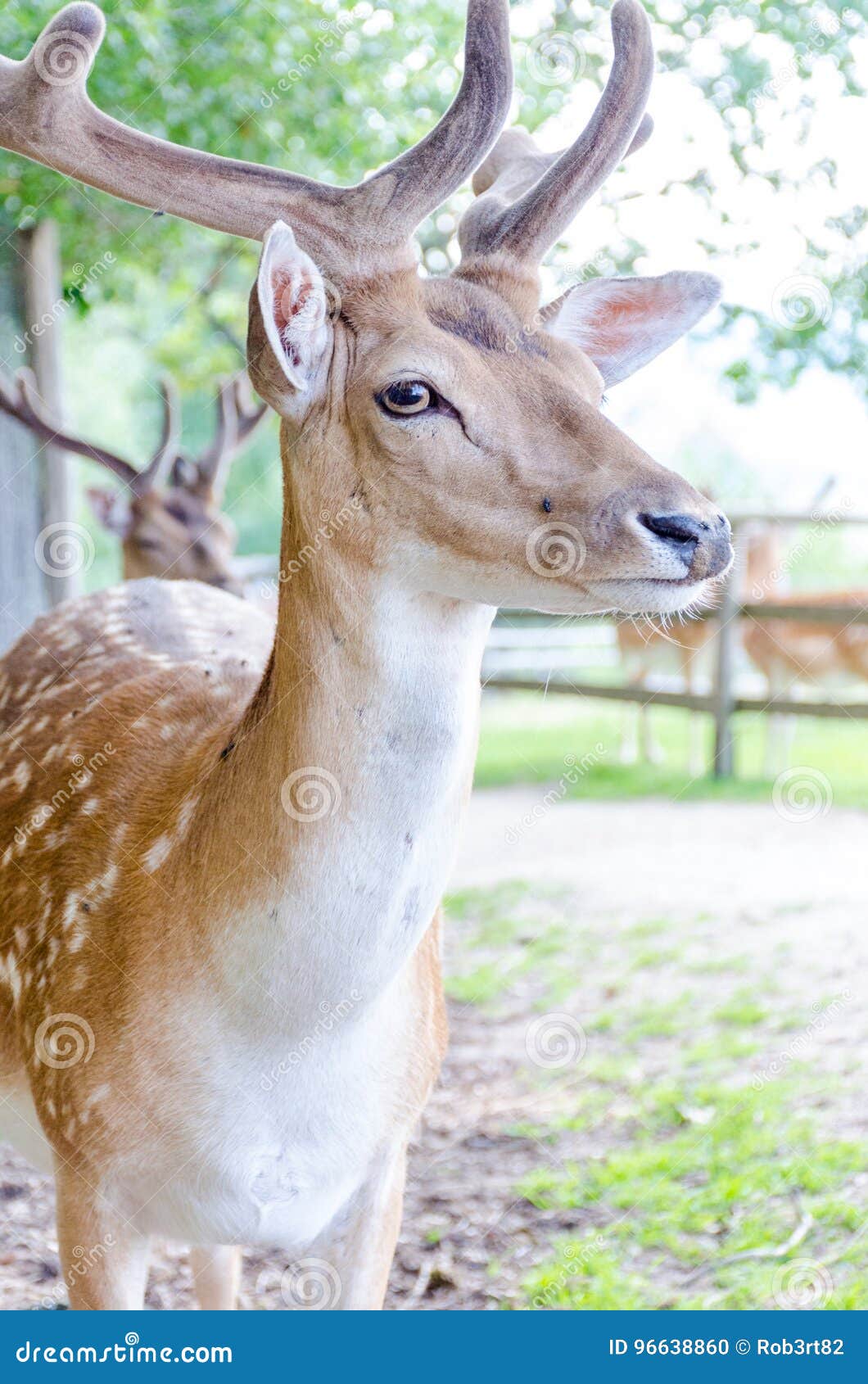 Spotted Deer with Velvet Horns Stock Photo Image of forest, isolated