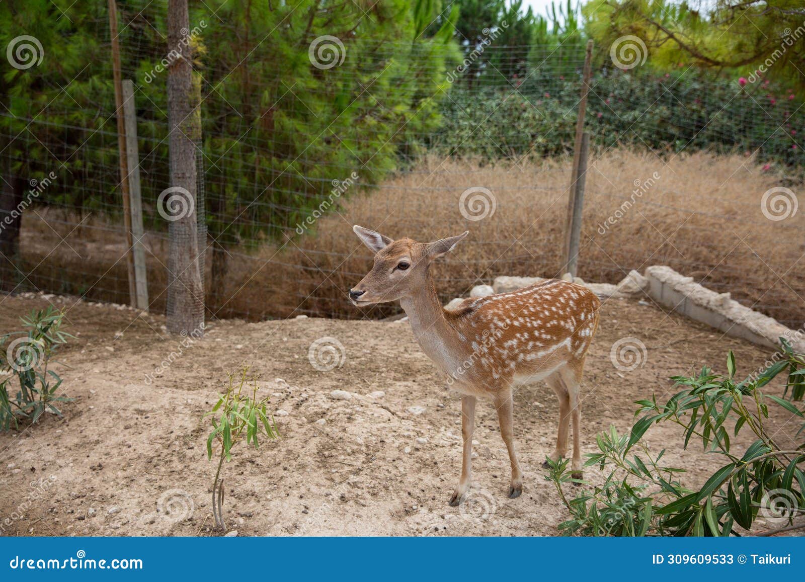 spotted deer in the zoo. the deer is in the park. terra natura.