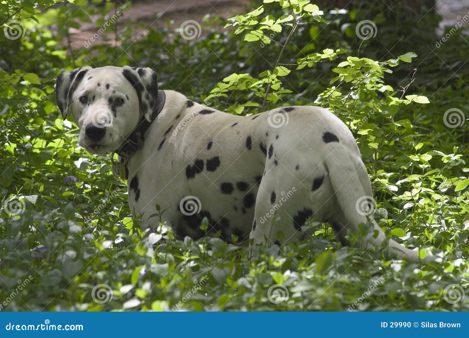Spotted Dog stock photo. Image of horizontal, back, looking 29990