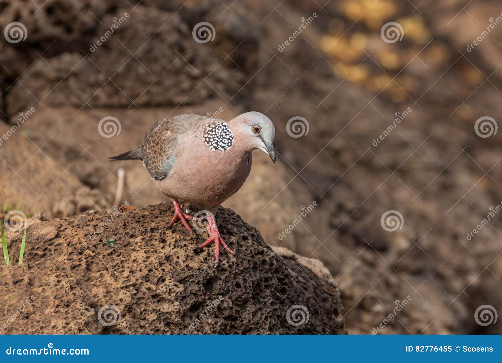 Spotted Dove stock image. Image of dove, hawaii, bird 82776455
