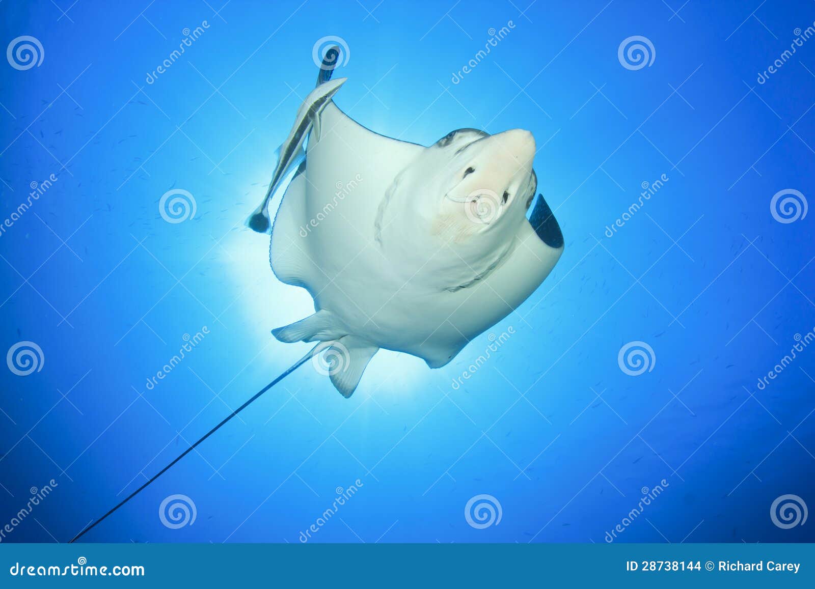 Spotted Eagle Ray stock photo. Image of nature, ocean - 28738144