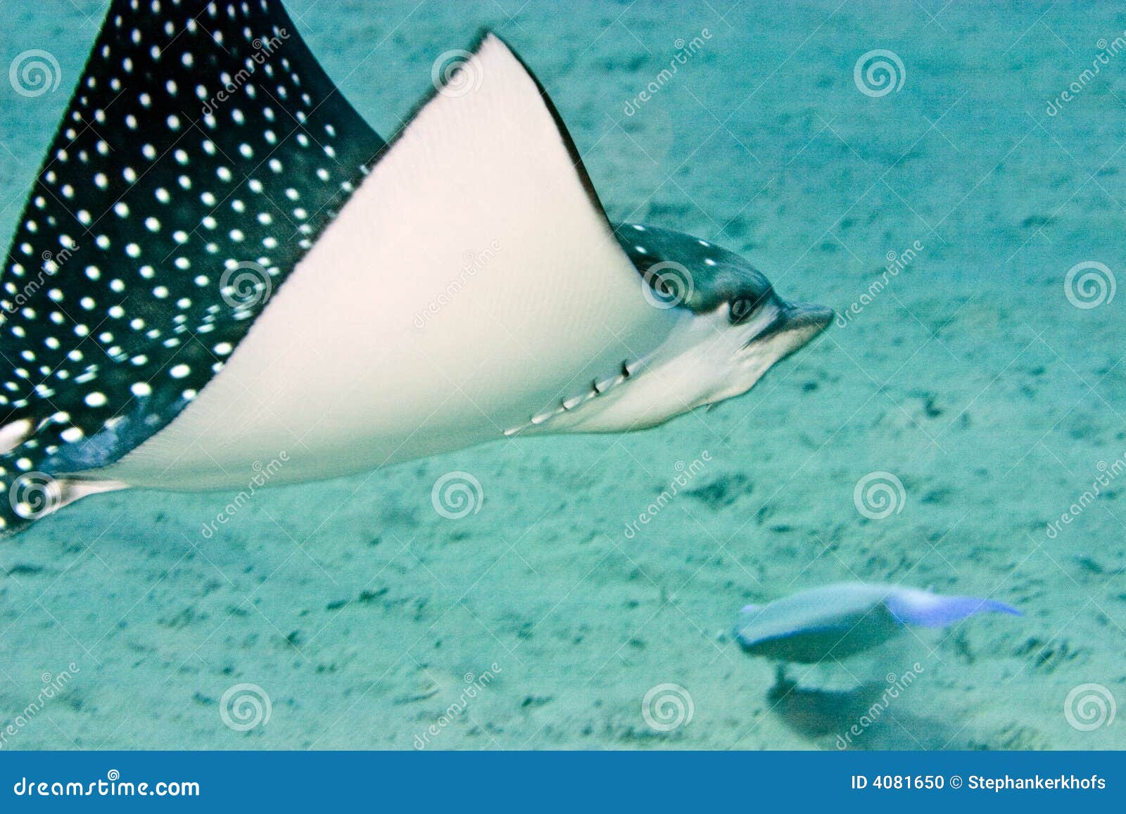 Spotted eagle ray stock photo. Image of explore, eilat - 4081650