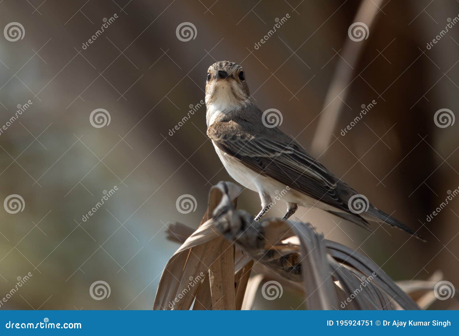 spotted flycatcher at asker marsh, bahrain